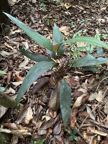 Labisia pumila, photograph 1