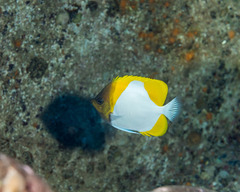 Hemitaurichthys polylepis