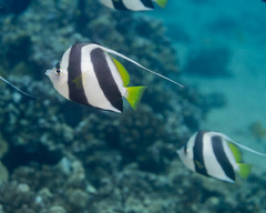 Heniochus diphreutes