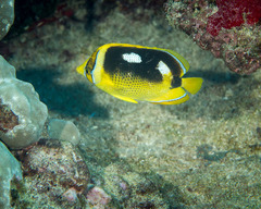 Chaetodon quadrimaculatus