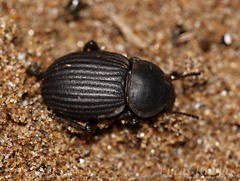 Scotobius ovalis