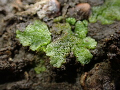 Riccia cavernosa