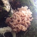 Phaeotremella - Photo (c) Jacopo Cristoni, some rights reserved (CC BY-NC), uploaded by Jacopo Cristoni