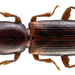 Monotomidae - Photo (c) Udo Schmidt,  זכויות יוצרים חלקיות (CC BY-SA)