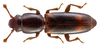 Rhizophagus bipustulatus - Photo (c) Udo Schmidt, some rights reserved (CC BY-SA)