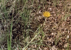 Berkheya zeyheri