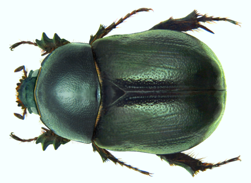 Pentodon bidens