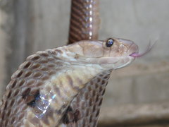 Naja naja