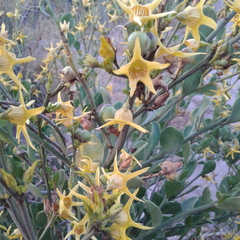 Anthocercis littorea