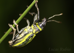 Naupactus rivulosus