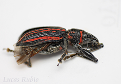 Naupactus rivulosus