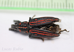 Naupactus rivulosus