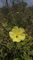 Pavonia praemorsa
