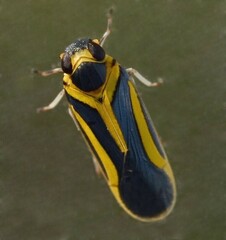 Image of Plectoderes scapularis