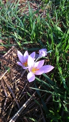 Crocus pallasii