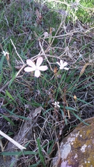 Dianthus strictus