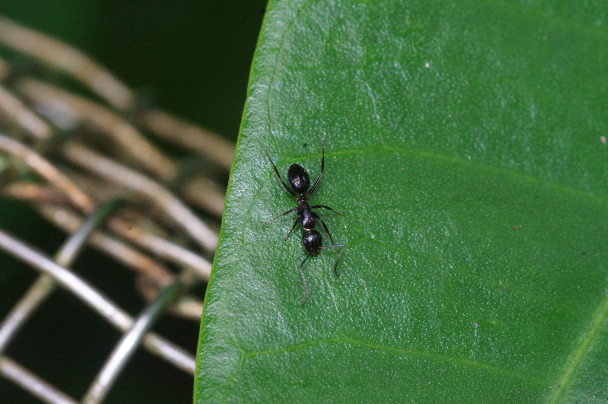 Camponotus bishamon