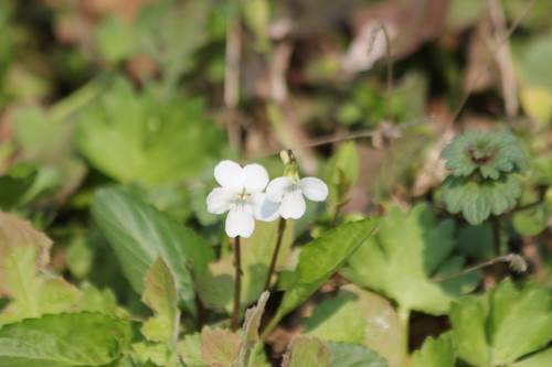 Viola lactiflora iNat (3)