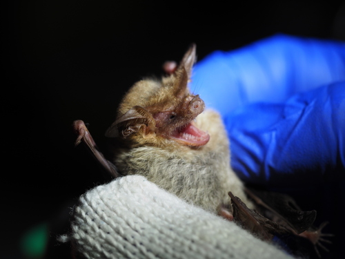 Pygmy Long-eared Bat (Nyctophilus walkeri) — Least Concern Mammalia