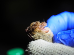 Pygmy Long-Eared Bat photo 2
