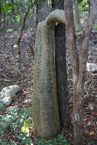 Cyphostemma darainense