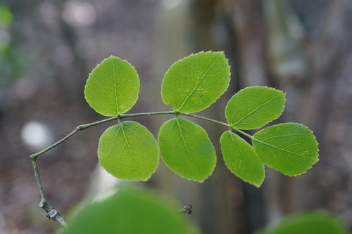 Cyphostemma darainense