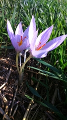 Crocus pallasii