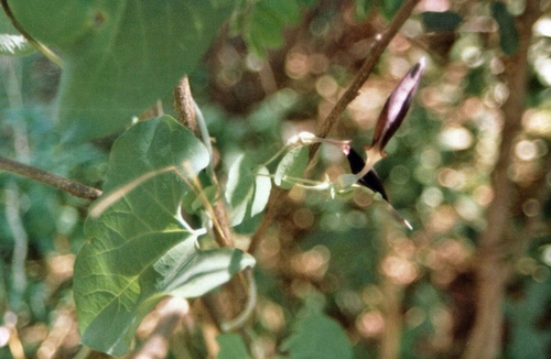 Aristolochia albida (Aristolochia albida)