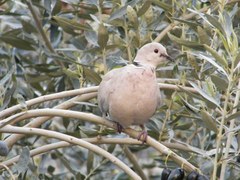 Streptopelia decaocto