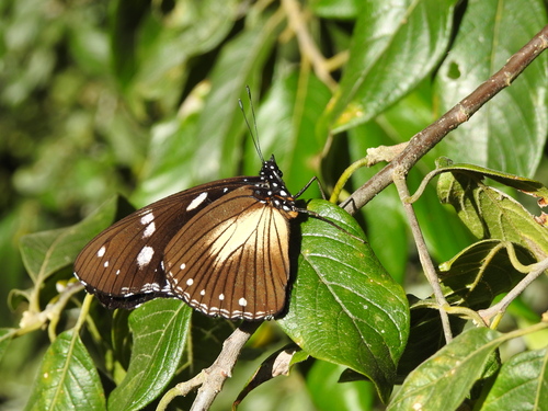Variable Diadem