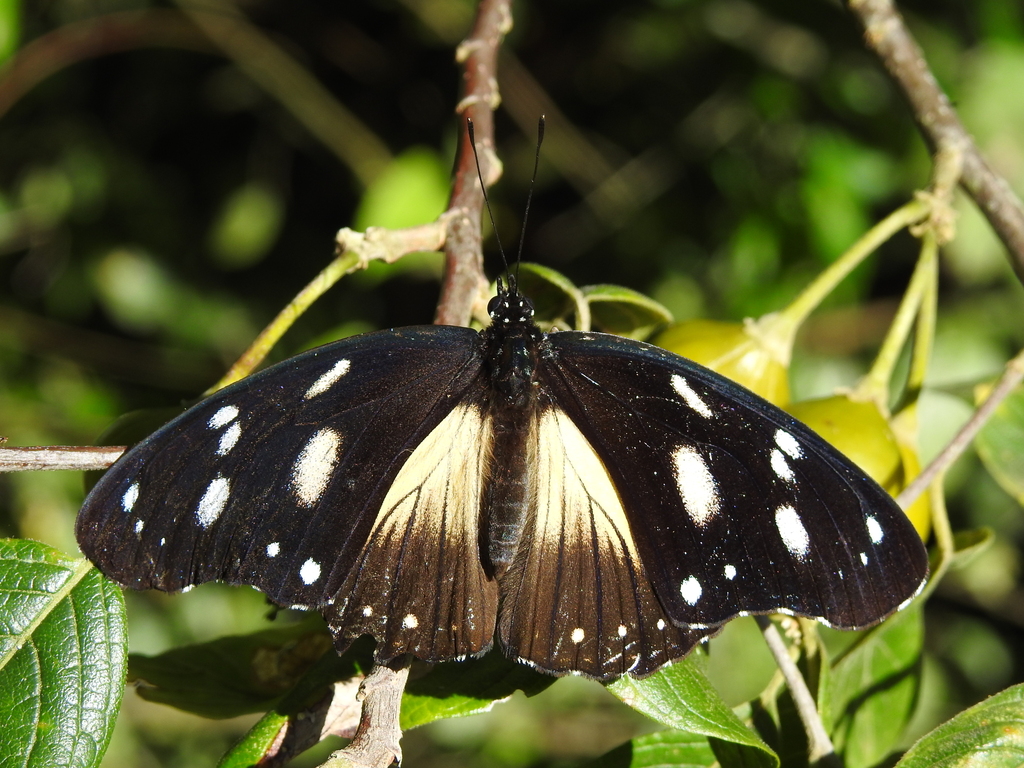 Variable Diadem