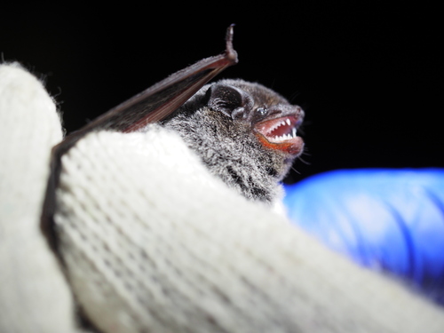 Chalinolobus nigrogriseus, 2023-05-14