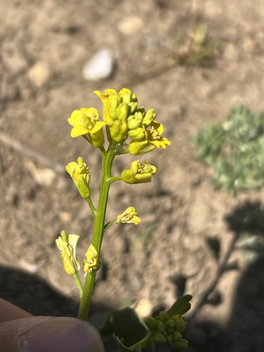 iNaturalist observation photo of American yellowrocket