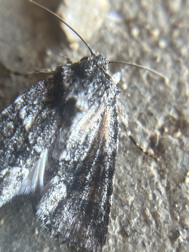 iNaturalist observation photo of Lacinipolia