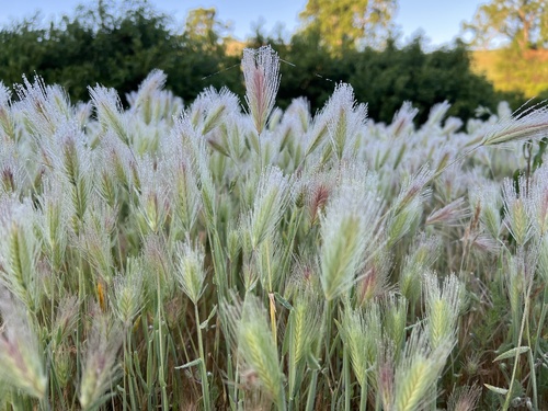 iNaturalist observation photo of wall barley
