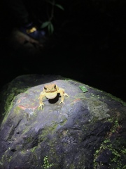 Ingerophrynus parvus