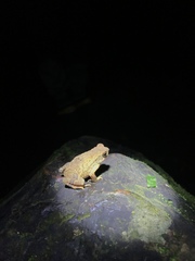 Ingerophrynus parvus