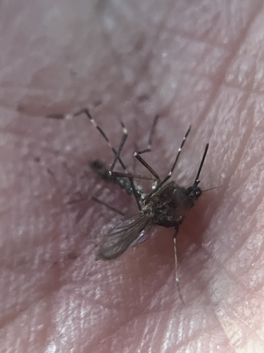 iNaturalist observation photo of Western Treehole Mosquito