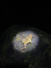 Ingerophrynus parvus