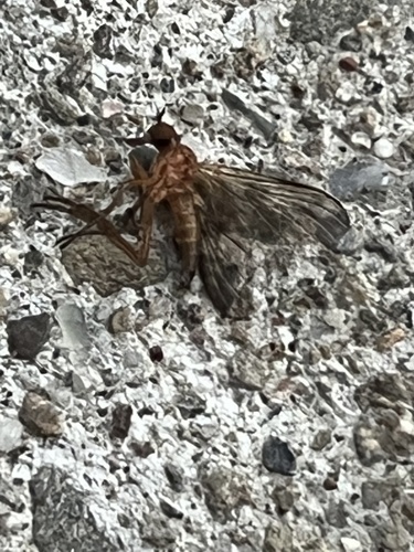 iNaturalist observation photo of Rhamphomyia