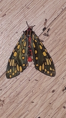 Callindra principalis