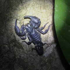 Heterometrus laevigatus