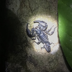 Heterometrus laevigatus
