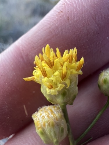 Image of Acamptopappus sphaerocephalus by no rights reserved