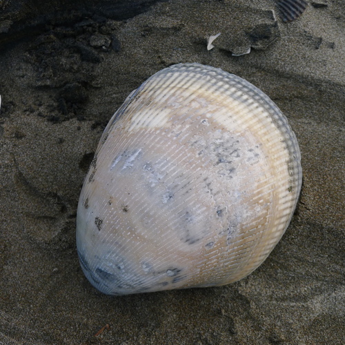 Giant Egg Cockle