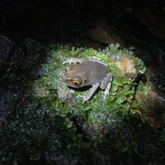 Leptobrachium hendricksoni