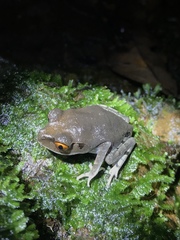 Leptobrachium hendricksoni
