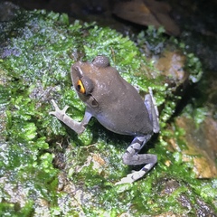 Leptobrachium hendricksoni