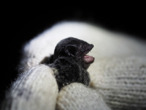 Chalinolobus nigrogriseus, 2023-05-14