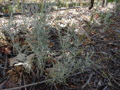 Senecio filaginoides